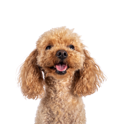 Collection image for: Dog Lovers