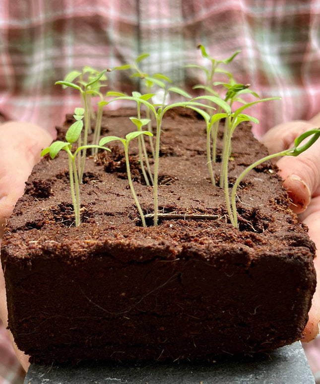 The Weird Veg Growbar
