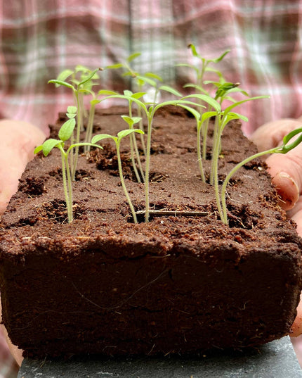 The Sunflower Growbar